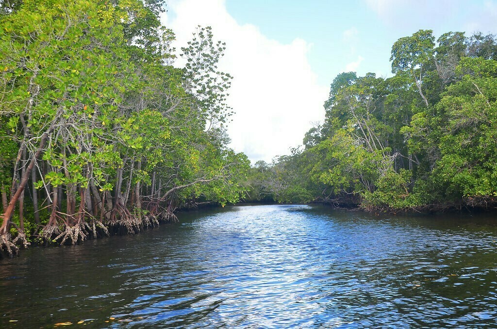 Lush mangrove forests are home to Pomene's enchanting wildlife and offer guests the chance to embark on a one-of-a-kind marine safari
