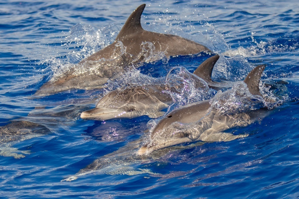 Dolphins sighted aboard Braemar