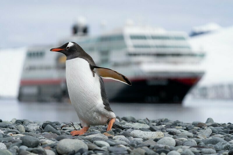 A penguin against a Hurtigruten ship in Antarctica. (Photo: Dave Katz)